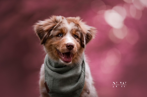 NinaWeberFotografie | Hunde | Tierfotograf auf alleFotografen