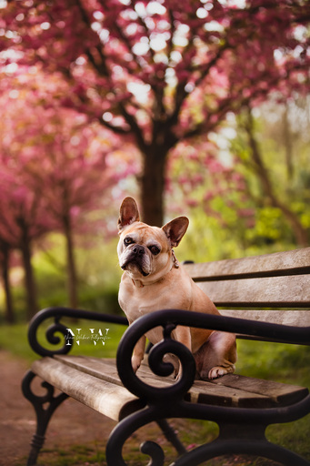 NinaWeberFotografie | Hunde | Hochzeitsfotograf auf alleFotografen