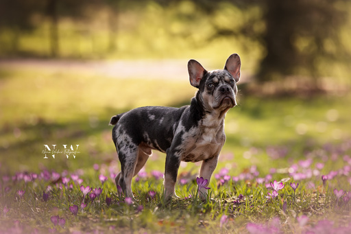 NinaWeberFotografie | Hunde | Hochzeitsfotograf auf alleFotografen