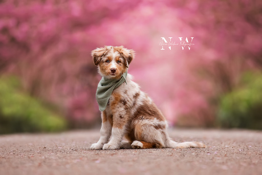 NinaWeberFotografie | Hunde | Pferdefotograf auf alleFotografen