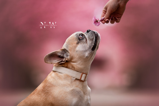 NinaWeberFotografie | Hunde | Tierfotograf auf alleFotografen