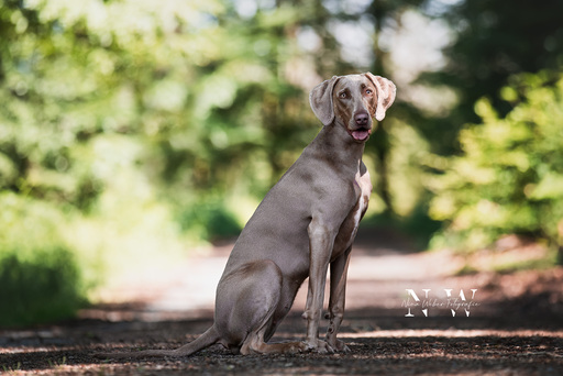 NinaWeberFotografie | Hunde | Luftbildfotograf auf alleFotografen