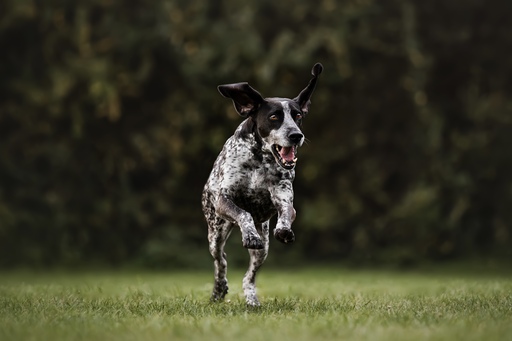 NinaWeberFotografie | Hunde | Hochzeitsfotograf auf alleFotografen