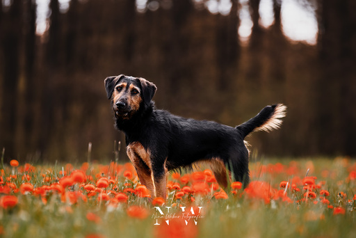 NinaWeberFotografie | Hunde | Hundefotograf auf alleFotografen