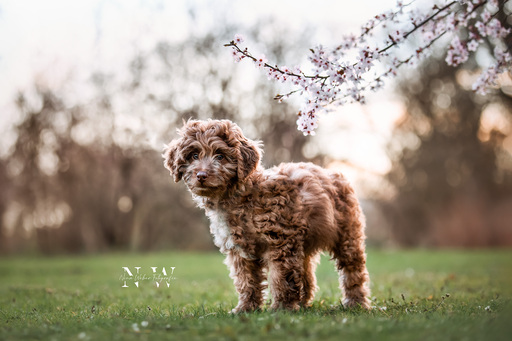 NinaWeberFotografie | Hunde | Pferdefotograf auf alleFotografen