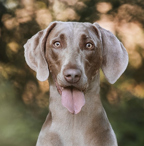 NinaWeberFotografie | Hunde | Tierfotograf auf alleFotografen