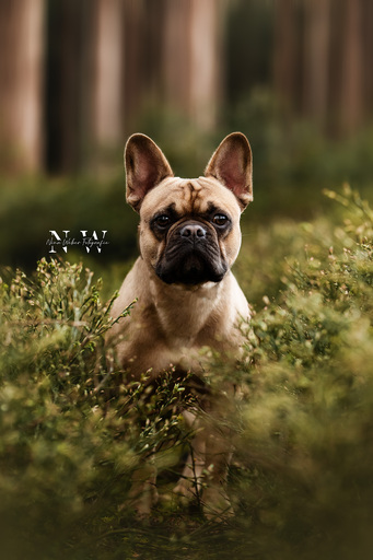 NinaWeberFotografie | Hunde | Tierfotograf auf alleFotografen