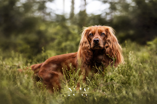 NinaWeberFotografie | Hunde | Hundefotograf auf alleFotografen