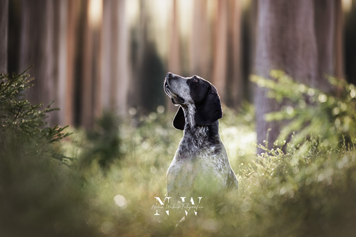 NinaWeberFotografie | Hunde | Bewerbungsfotograf auf alleFotografen