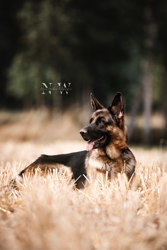 NinaWeberFotografie | Hunde | Luftbildfotograf auf alleFotografen