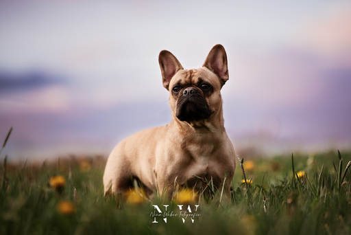 NinaWeberFotografie | Hunde | Hundefotograf auf alleFotografen