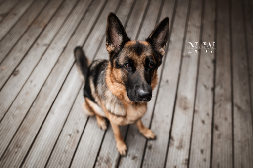 NinaWeberFotografie | Hunde | Hochzeitsfotograf auf alleFotografen