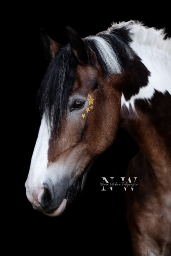 NinaWeberFotografie | Pferde | Tierfotograf auf alleFotografen
