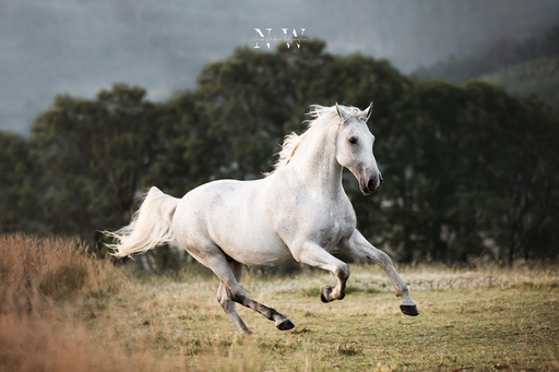 NinaWeberFotografie | Pferde | Tierfotograf auf alleFotografen