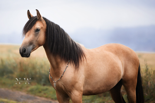 NinaWeberFotografie | Pferde | Hundefotograf auf alleFotografen
