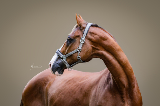 Paula Hacker | Pferde | Tierfotograf auf alleFotografen