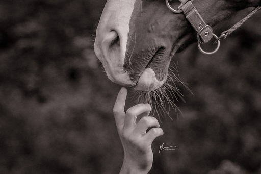 Paula Hacker | Pferde | Sportfotograf auf alleFotografen