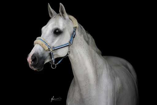 Paula Hacker | Pferde | Pferdefotograf auf alleFotografen