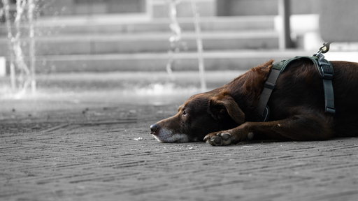 Dennis Tingler | Tiere | Interiorfotograf auf alleFotografen