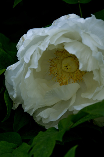 BererPhotography | Nature | Paarfotograf auf alleFotografen