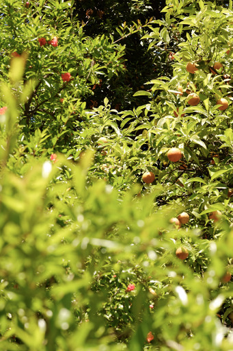 BererPhotography | Nature | Portraitfotograf auf alleFotografen