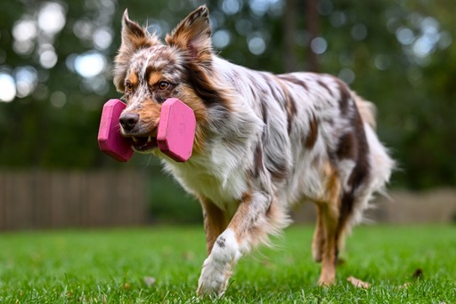 nadinefotografie by Nadine Molnar | Hunde | Paarfotograf auf alleFotografen