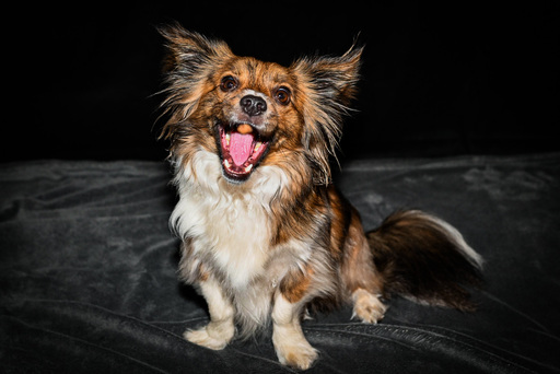 nadinefotografie by Nadine Molnar | Hunde | Bewerbungsfotograf auf alleFotografen