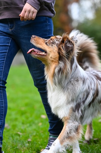 nadinefotografie by Nadine Molnar | Hunde | Tierfotograf auf alleFotografen
