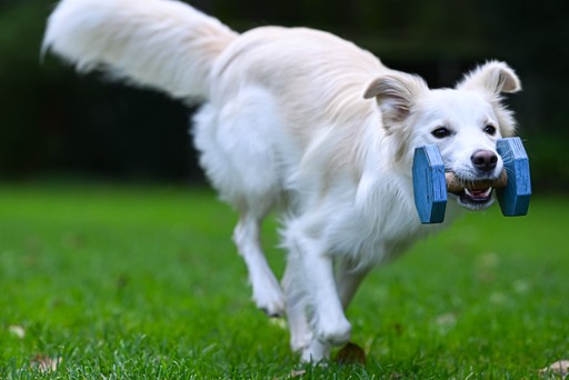 nadinefotografie by Nadine Molnar | Hunde | Hochzeitsfotograf auf alleFotografen