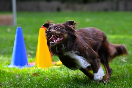 nadinefotografie by Nadine Molnar | Hunde | Konfirmationsfotograf auf alleFotografen
