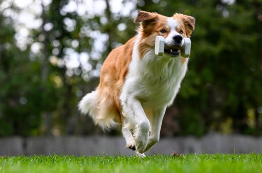 nadinefotografie by Nadine Molnar | Hunde | Familienfotograf auf alleFotografen
