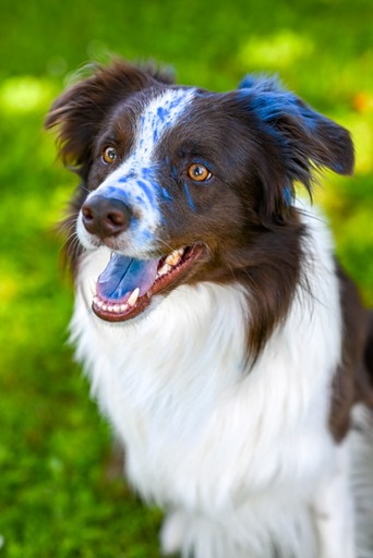 nadinefotografie by Nadine Molnar | Hunde | Kinderfotograf auf alleFotografen