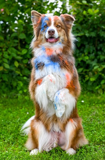 nadinefotografie by Nadine Molnar | Hunde | Konzertfotograf auf alleFotografen