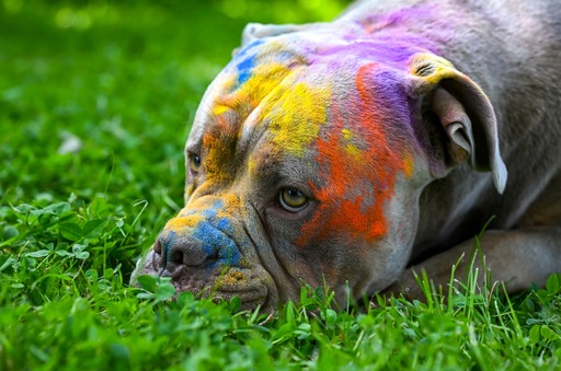 nadinefotografie by Nadine Molnar | Hunde | Sportfotograf auf alleFotografen