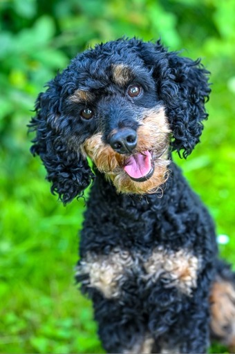 nadinefotografie by Nadine Molnar | Hunde | Hochzeitsfotograf auf alleFotografen