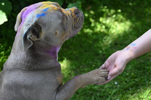 nadinefotografie by Nadine Molnar | Hunde | Bewerbungsfotograf auf alleFotografen