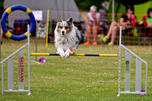nadinefotografie by Nadine Molnar | Hunde | Paarfotograf auf alleFotografen