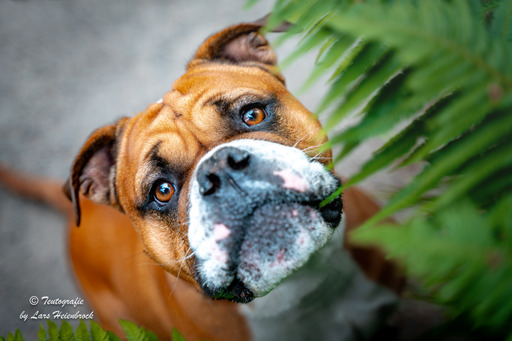 Lars Heienbrock Fotografie | Hundefotografie | Tierfotograf auf alleFotografen