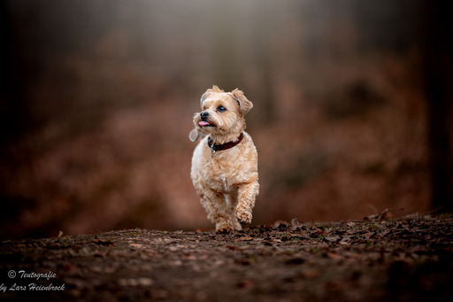 Lars Heienbrock Fotografie | Hundefotografie | Hundefotograf auf alleFotografen