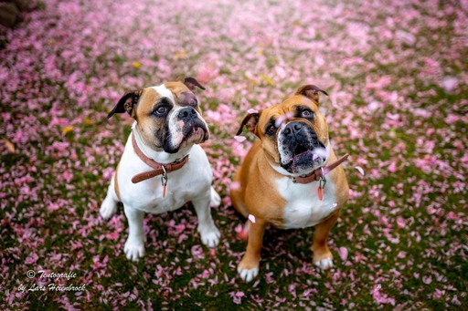 Lars Heienbrock Fotografie | Hundefotografie | Hundefotograf auf alleFotografen