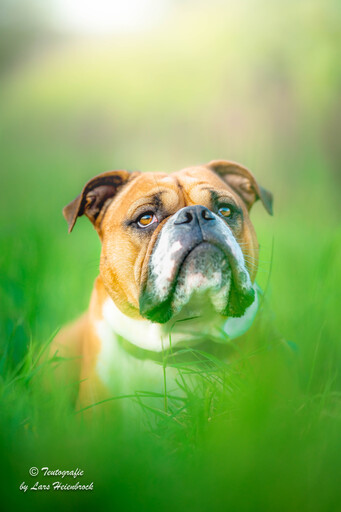 Lars Heienbrock Fotografie | Hundefotografie | Tierfotograf auf alleFotografen