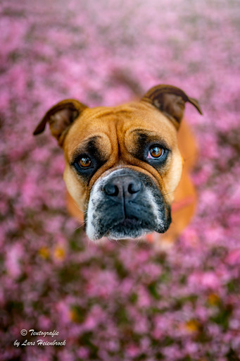 Lars Heienbrock Fotografie | Hundefotografie | Hundefotograf auf alleFotografen