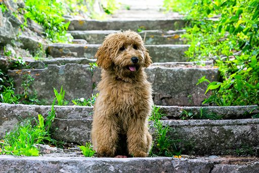 Kathis Tierfotografie  | mix | Hundefotograf auf alleFotografen