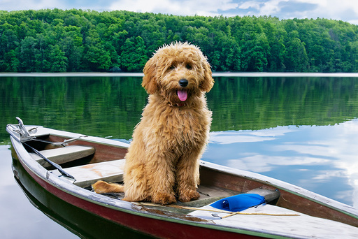 Kathis Tierfotografie  | mix | Hundefotograf auf alleFotografen