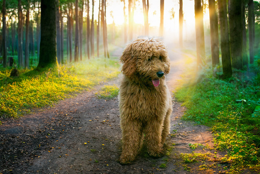 Kathis Tierfotografie  | mix | Pferdefotograf auf alleFotografen
