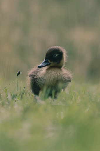 Steffenlw94_fotografie | Wildlife | Landschaftsfotograf auf alleFotografen