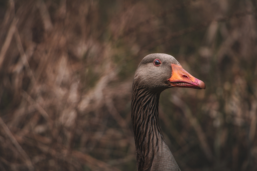 Steffenlw94_fotografie | Wildlife | Tierfotograf auf alleFotografen