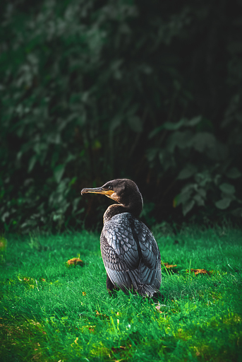 Steffenlw94_fotografie | Wildlife | Landschaftsfotograf auf alleFotografen