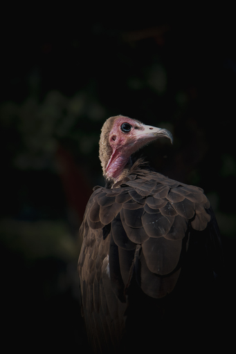 Steffenlw94_fotografie | Wildlife | Tierfotograf auf alleFotografen