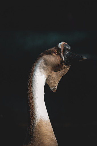 Steffenlw94_fotografie | Wildlife | Tierfotograf auf alleFotografen